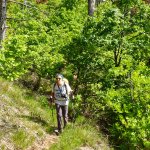 La salita nel fitto bosco